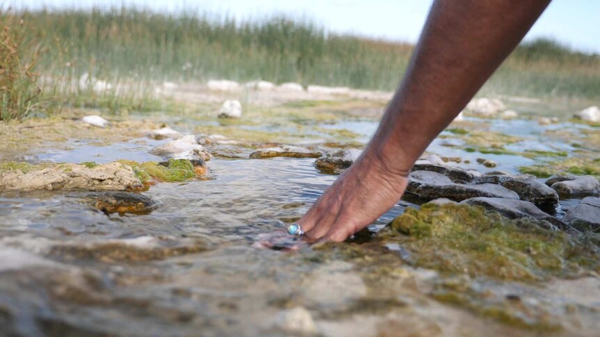 Close up of hand touching water in natural rock pool, green reeds blurred in background