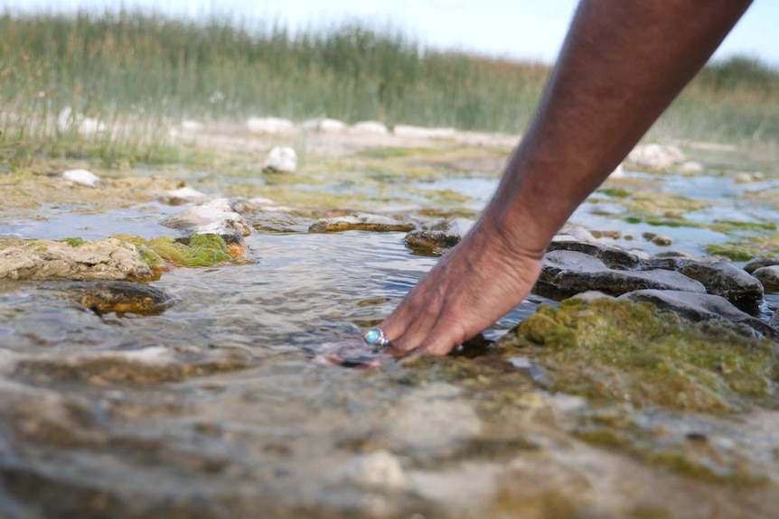 Close up of hand touching water in natural rock pool, green reeds blurred in background