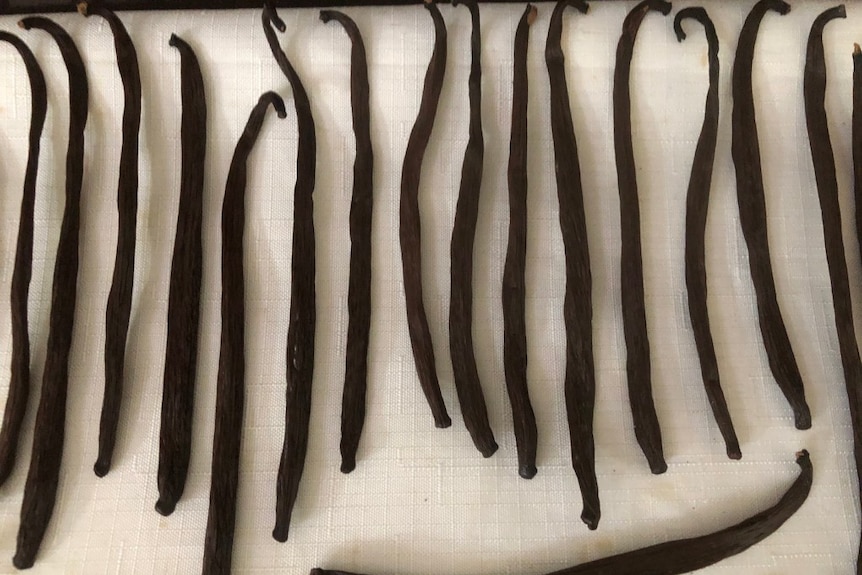 Dark, dried vanilla beans on a piece of white cloth.