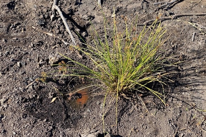 A small puddle of water beside a green shoot of grass that has been identified as a small spring.