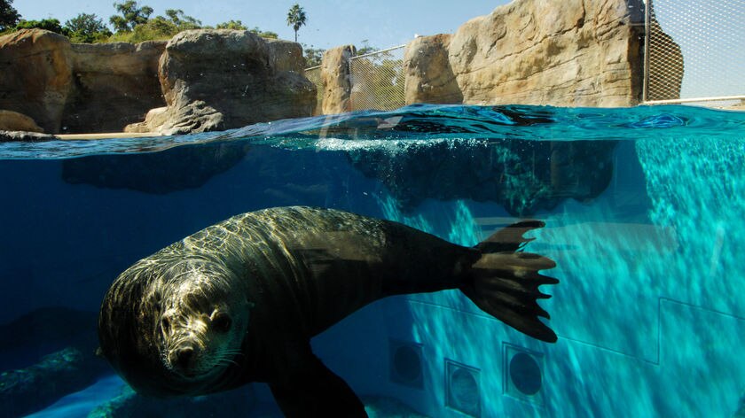 A sea lion swims in his enclosure at Taronga Zoo