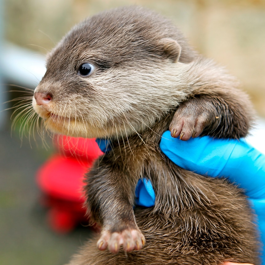 An otter pup is checked at Perth Zoo