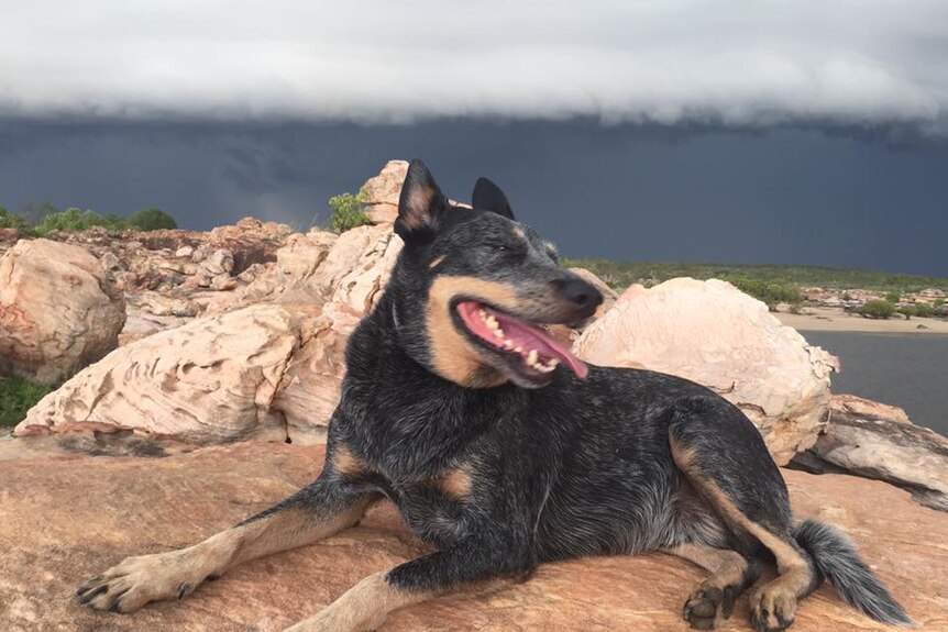 Bruce the Dog poses in front of an oncoming storm front north of Kalumburu.