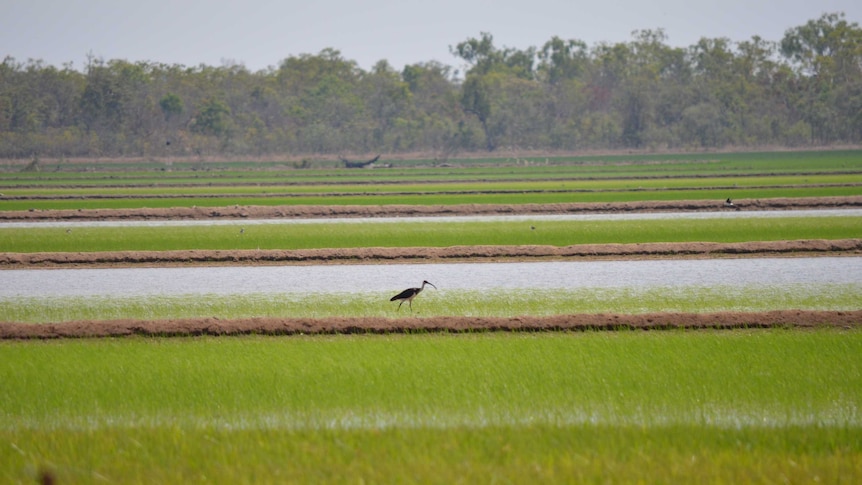 Rice Crop