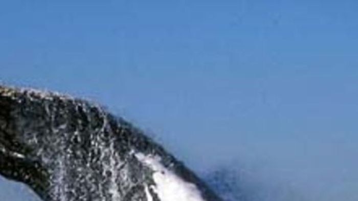 Humpback whale breaching in the ocean