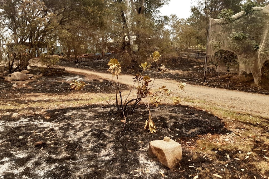 Burnt garden and ground