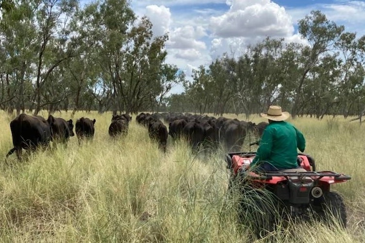 A Man On A Quad Bike With Cattle Running In Front. 