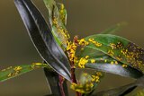 The new cases of myrtle rust are all in the Burnie area, in Tasmania's north-west.