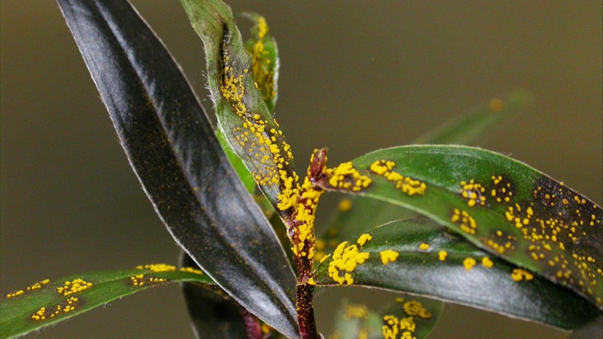 The new cases of myrtle rust are all in the Burnie area, in Tasmania's north-west.