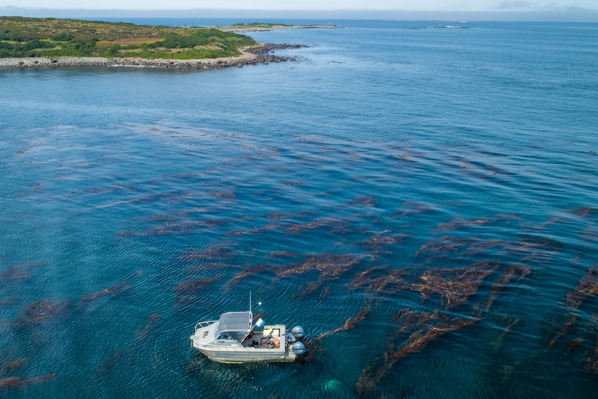 An aerial view shows a boat floating next to a stand of giant kelp.