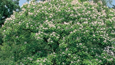 Trees and Shrubs - Gardening Australia