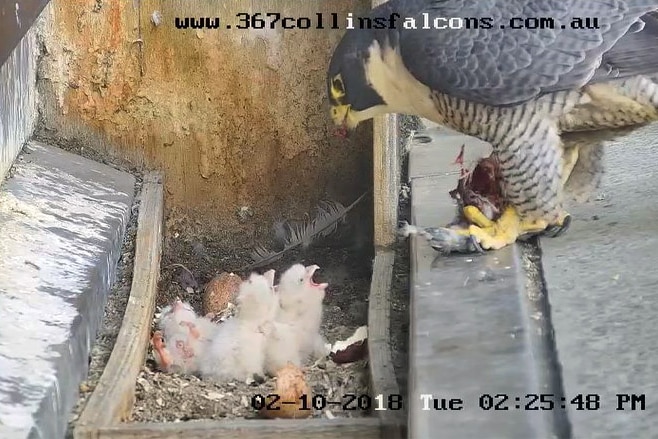 Two fluffy white peregrine falcon chicks getting fed by a parent bird as a third chick is knocked on its back.