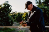 Mark, a fair-skinned man, wearing a black cap and jacket gazes handful of freshly picked olives in dappled sunlight of a grove.