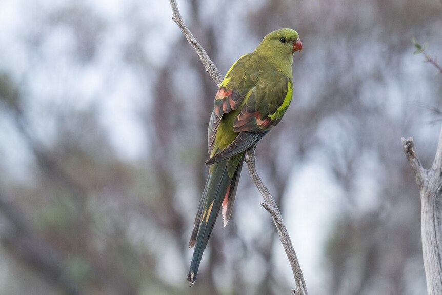 A yellow and green parrot perches in a tree with their back to the camera 