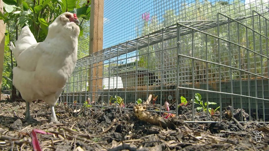 Chicken walking past a cage with seedlings planted inside.