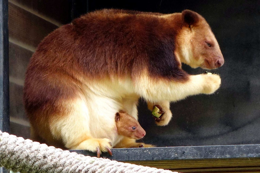 A Goodfellow's tree kangaroo joey in its mother's pouch at the National Zoo & Aquarium, Canberra.