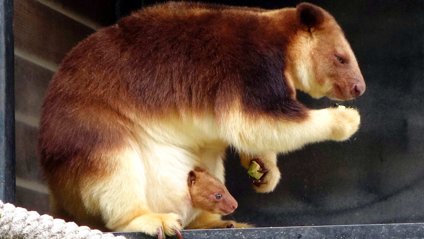 A Goodfellow's tree kangaroo joey in its mother's pouch at the National Zoo & Aquarium, Canberra.