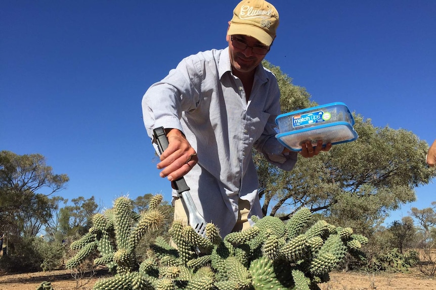 A man with tongs places infected cactus onto a cactus plant.