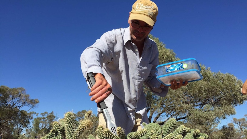 A man with tongs places infected cactus onto a cactus plant.