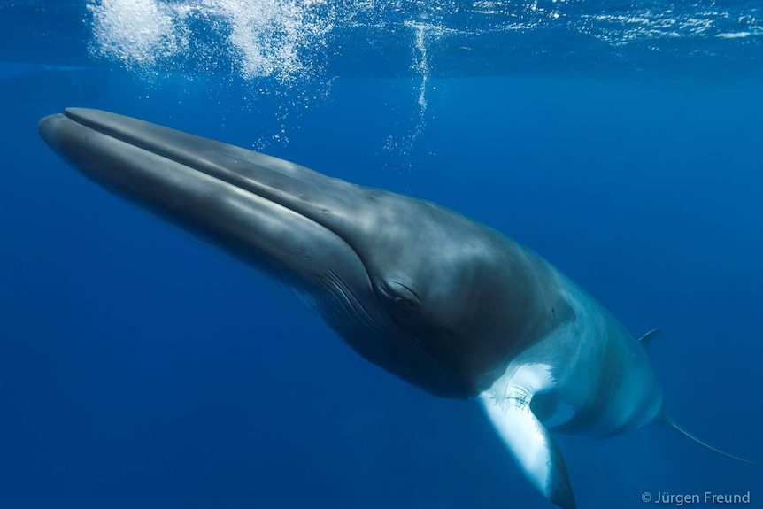 An underwater photograph of a dwarf minke whale nearing the surface.
