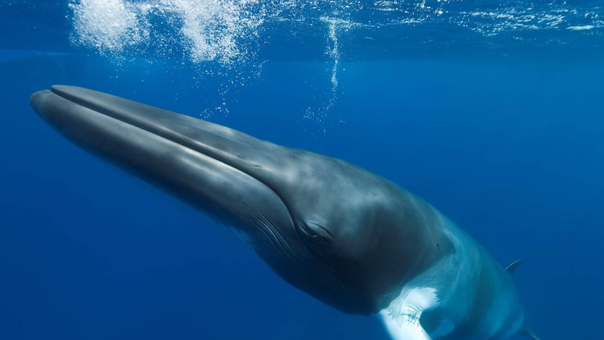 An underwater photograph of a dwarf minke whale nearing the surface.