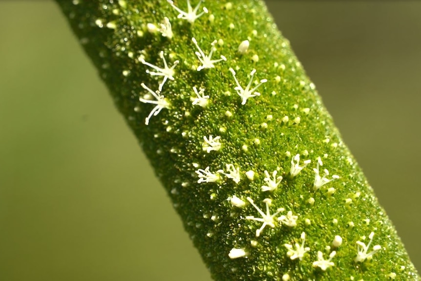 small white flowers on grass tree