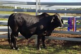 A black steer stands in a cattle yard with champion show ribbons hung on the yard fence