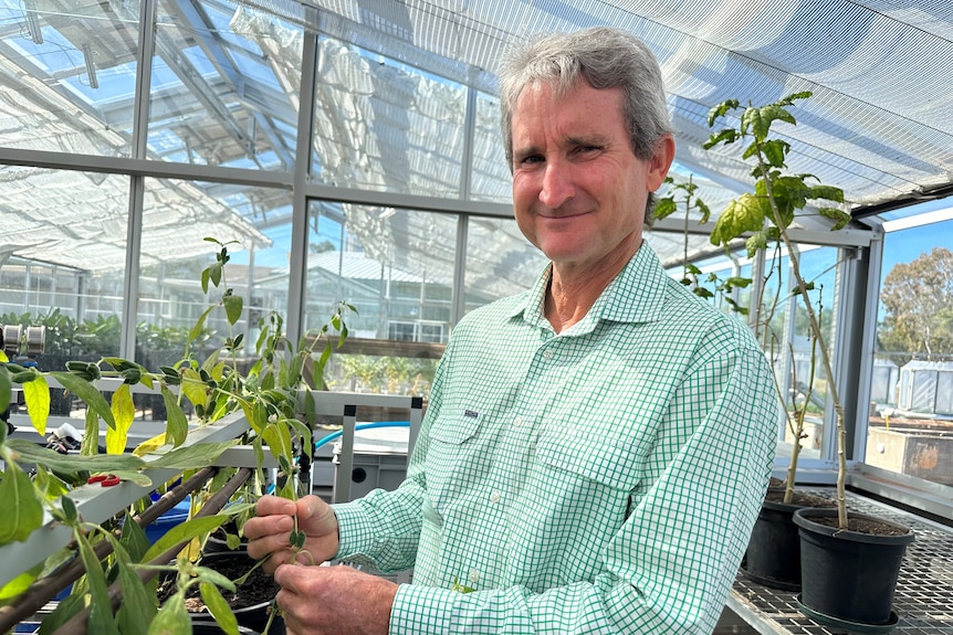 A man in a green check shirt holding a sesame plant.