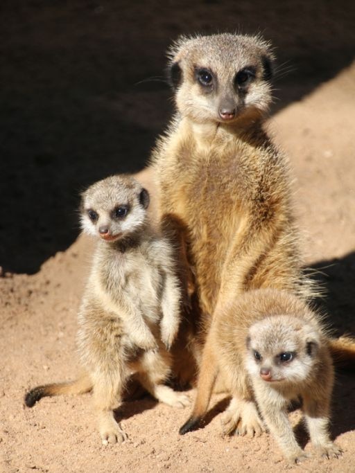 Baby meerkats with dad