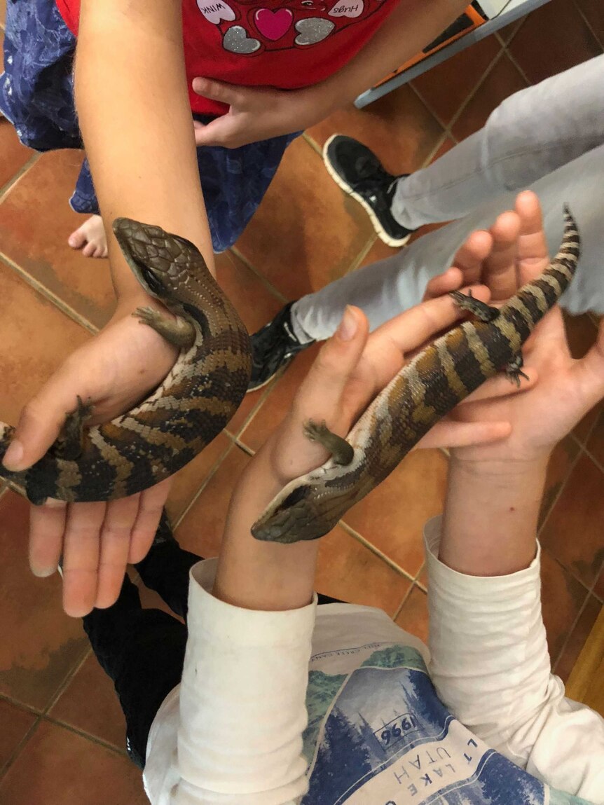 Children's hands hold two lizards.