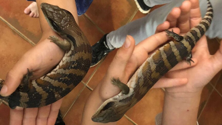 Children's hands hold two lizards.