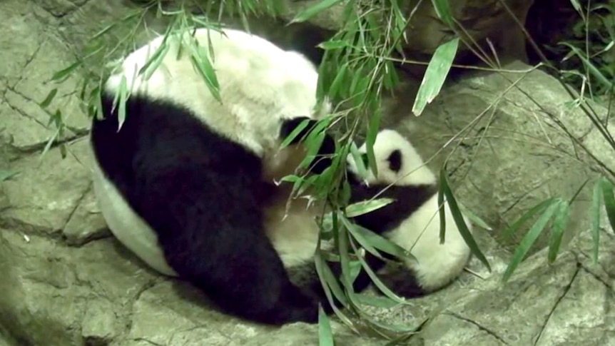 Panda cub Bei Bei takes his first steps