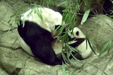Panda cub Bei Bei takes his first steps