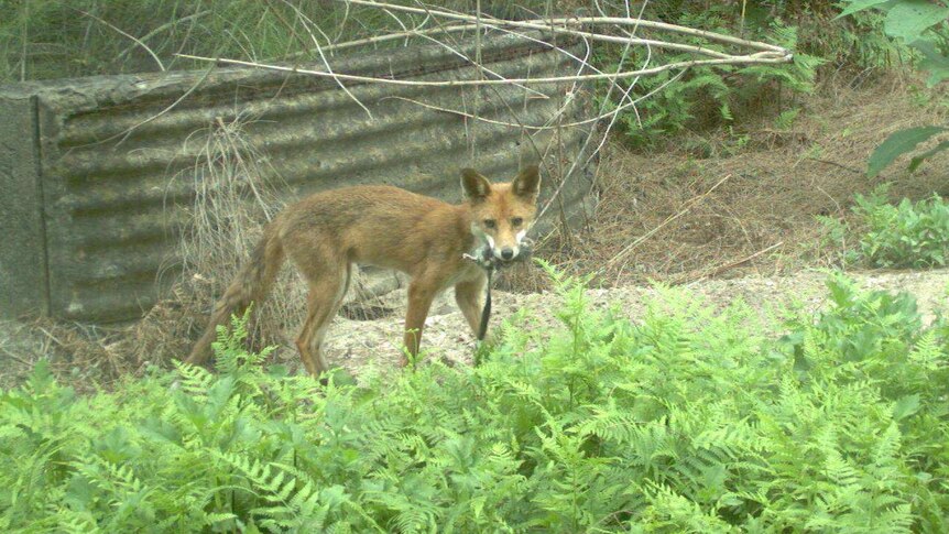 Captured image of fox with phascogale in it's mouth.