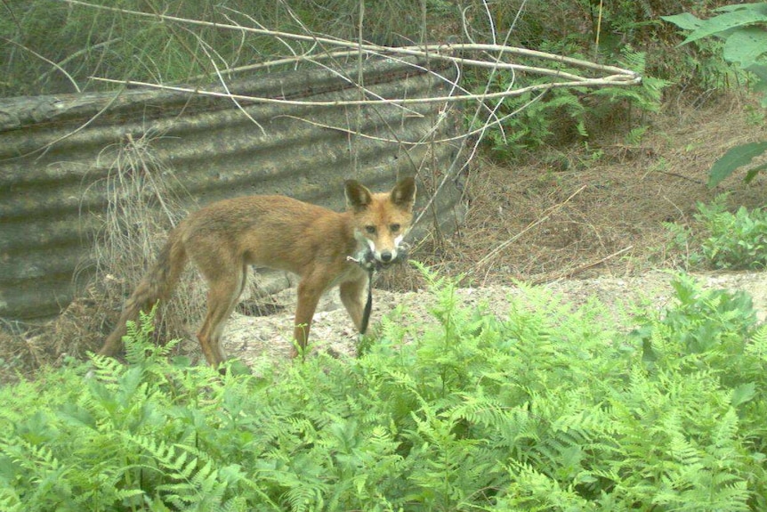 Captured image of fox with phascogale in its mouth.