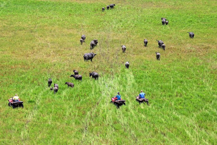 An aerial view of a herd of buffalo walking through green grass, followed by several people on quad bikes, on a sunny day.
