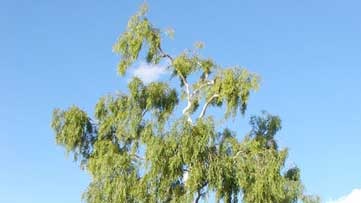 Poisoned: About 30 litres of chemicals have been poured on the roots of the tree.