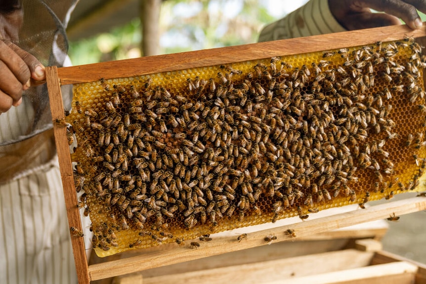Hands holding a wooden frame bee hive covered in bees