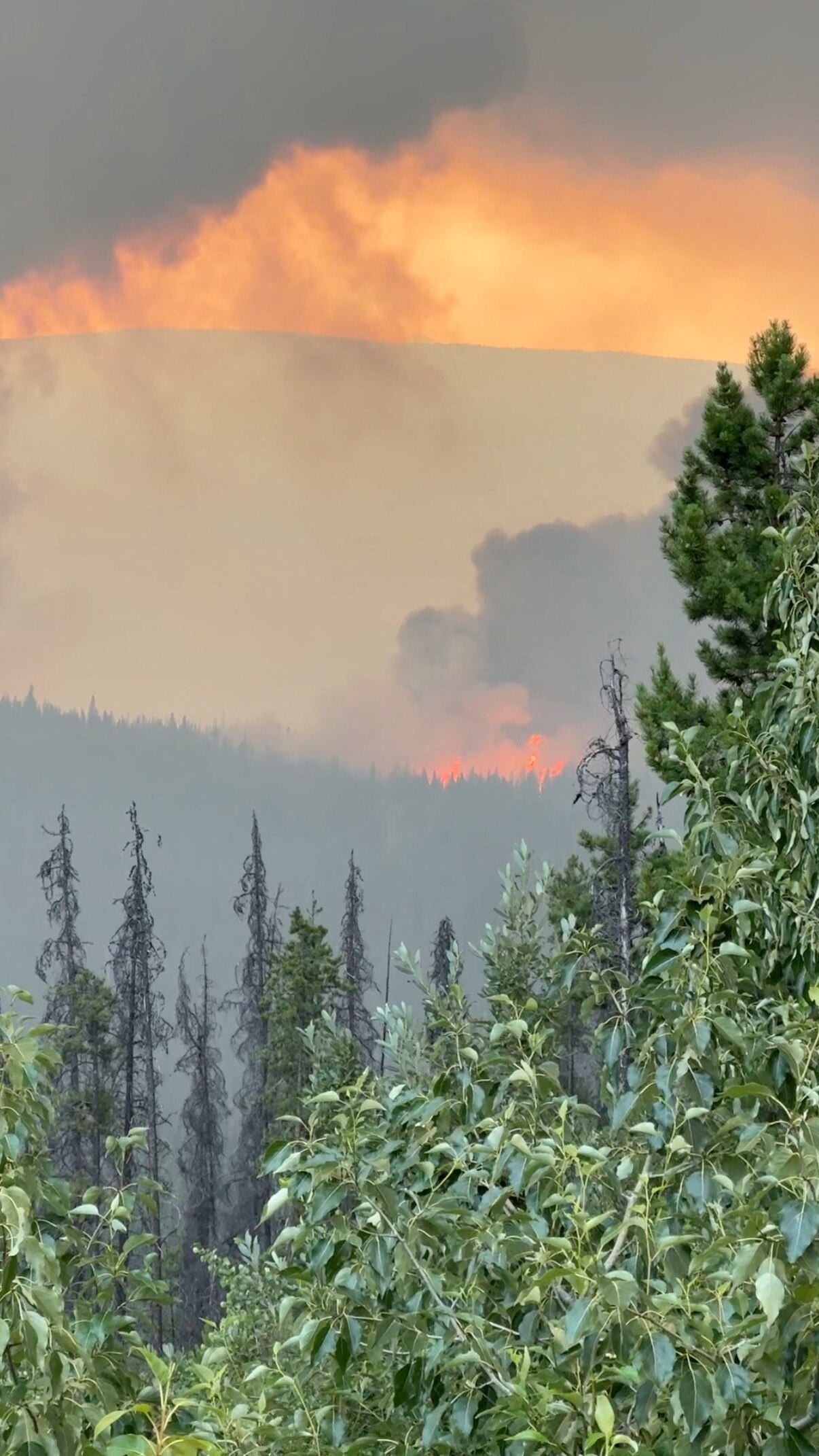 Trees in the foreground, fire in the background.