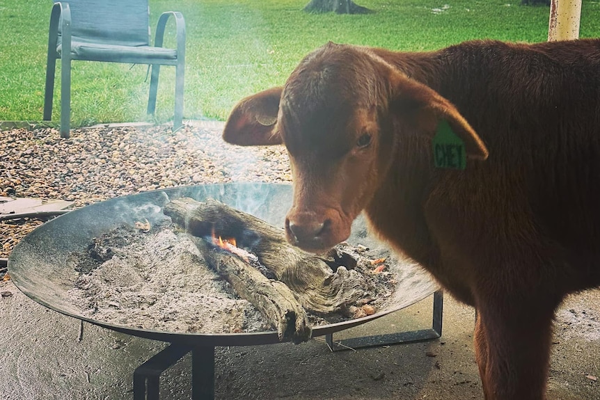 Brown calf stands next to small burning fire.