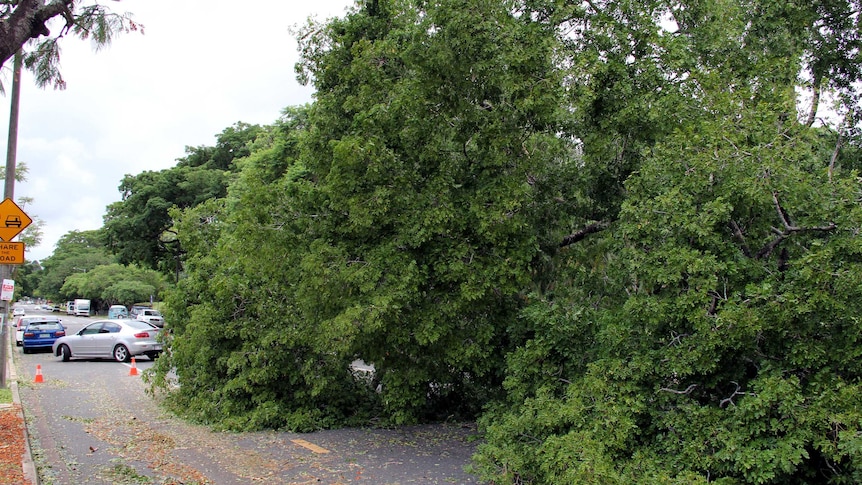 A large tree lies across Brunswick Street near the entrance to New Farm Park in the Brisbane suburb of New Farm.