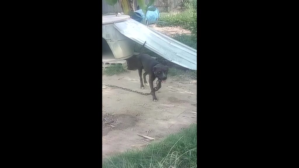 A dog chained up in a yard in eastern Thailand - ABC News