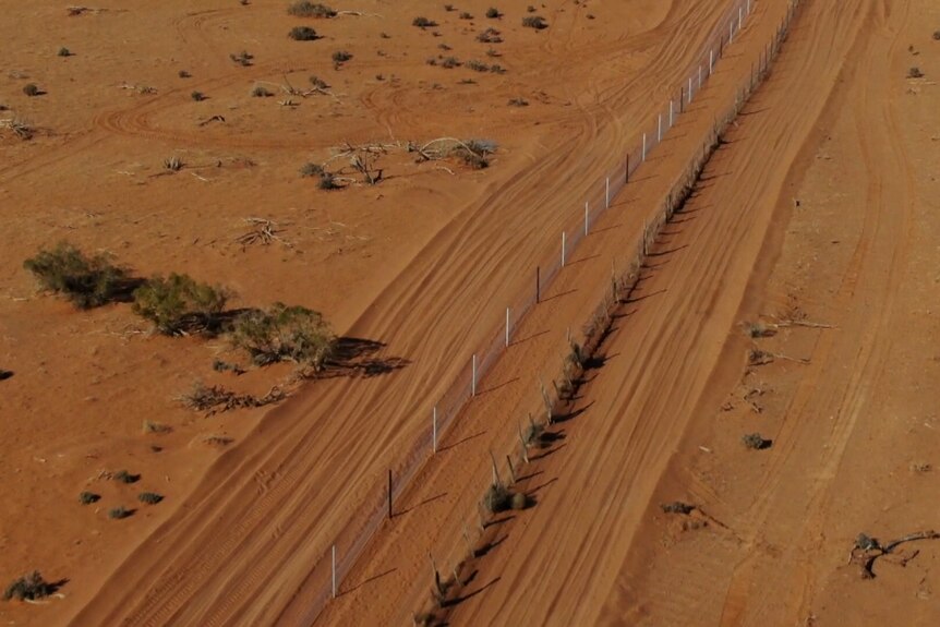 Photo of dog fence in South Australia's desert.