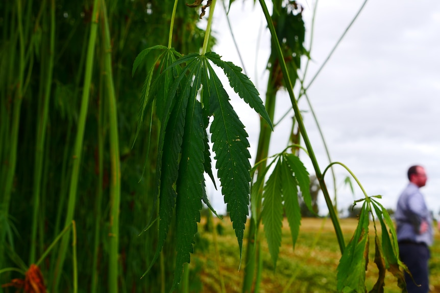 A close-up of a marijuana leaf.