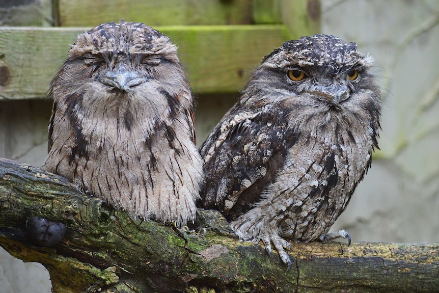 Two tawny frogmouth birds, one with its eyes closed, the other looks grumpy