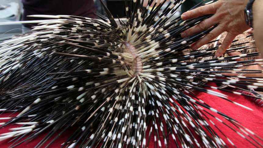 A close-up shot of the black and white spines of a porcupine.