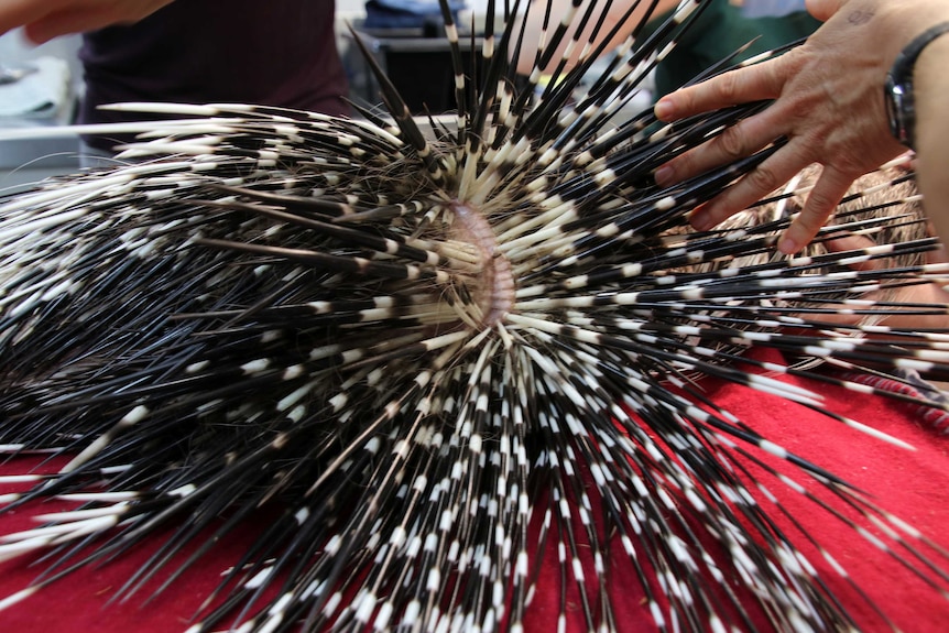 A close-up shot of the black and white spines of a porcupine.