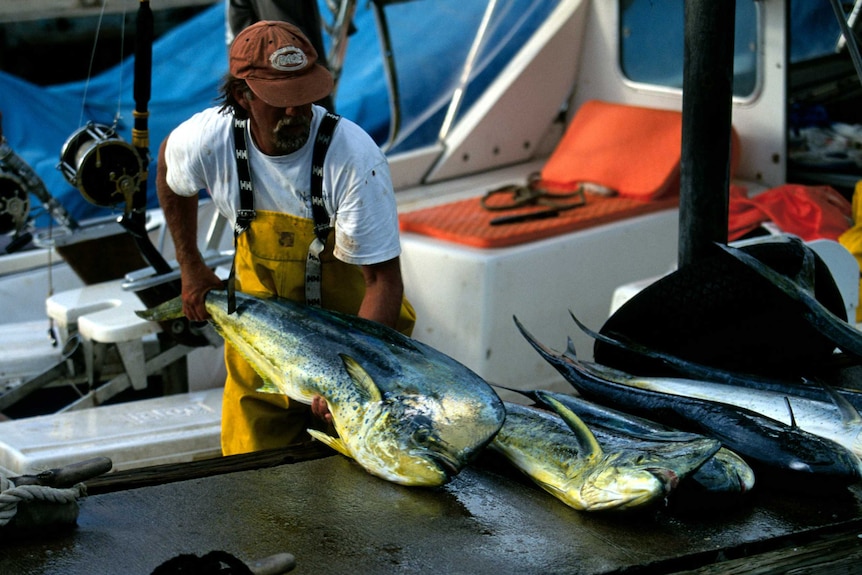 A fisherman on a boat laying colourful mahi-mahi onto a wharf.