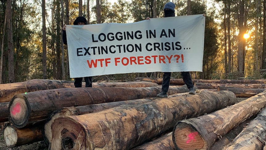 Two people standing on a pile of logs holding up a large sign saying 'Logging in an extinction crisis... WTF Forestry?!'