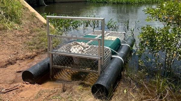 Image of a crocodile trap pulled onto the banks of a river. The trap is empty. 